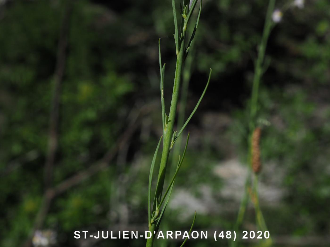 Toadflax, Pale leaf